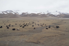 2013.12.12_13_Lhasa_-_Xi_an__13_von_33_