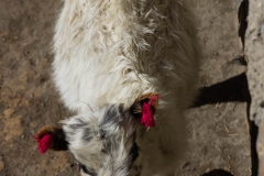 2014.01.12_Kagbheni_-_Phakling___Tiri__19_von_76_