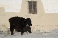 2014.01.12_Kagbheni_-_Phakling___Tiri__3_von_76_