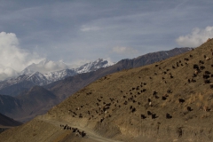 2014.01.14_Kagbheni_-_Muktinath__12_von_74_