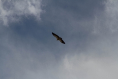 2014.01.15_Muktinath_-_Jomson__31_von_48_