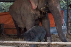 2014.01.20_Chitwan_National_Park__1___20_von_25_