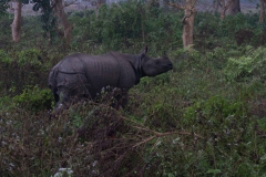 2014.01.20_Chitwan_National_Park__2___12_von_93_