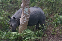 2014.01.20_Chitwan_National_Park__2___19_von_93_