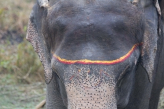 2014.01.20_Chitwan_National_Park__2___25_von_93_