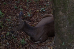 2014.01.20_Chitwan_National_Park__2___29_von_93_