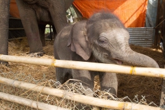 2014.01.20_Chitwan_National_Park__2___34_von_93_