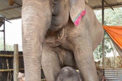 2014.01.20_Chitwan_National_Park__2___41_von_93_