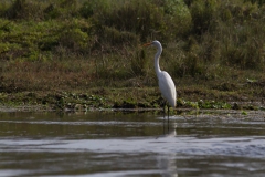 2014.01.20_Chitwan_National_Park__2___54_von_93_