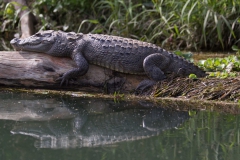 2014.01.20_Chitwan_National_Park__2___55_von_93_