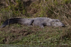 2014.01.20_Chitwan_National_Park__2___60_von_93_