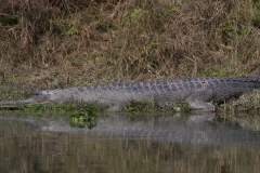 2014.01.20_Chitwan_National_Park__2___65_von_93_