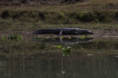 2014.01.20_Chitwan_National_Park__2___66_von_93_