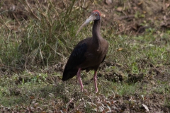 2014.01.20_Chitwan_National_Park__2___76_von_93_