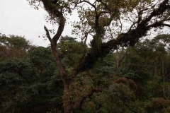 2014.01.20_Chitwan_National_Park__2___87_von_93_