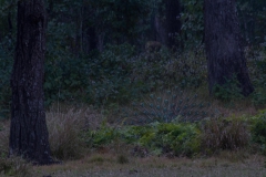 2014.01.20_Chitwan_National_Park__2___90_von_93_