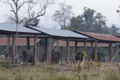 2014.01.20_Chitwan_National_Park__2___92_von_93_