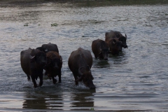 2014.01.20_Chitwan_National_Park__2___93_von_93_