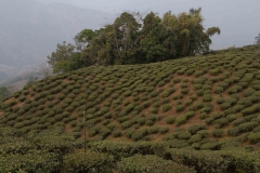 2014.01.27_Tiger_Hill___Teafarm__40