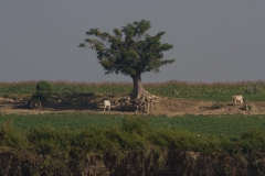 2014.02.03_Mandalay_-_Bagan_Bootstour__34_von_96_