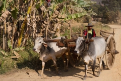 2014.02.08_Inle_Lake_Fahrradtour__10_von_23_