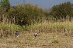 2014.02.08_Inle_Lake_Fahrradtour__2_von_23_