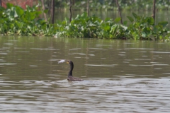 2014.02.22_Siem_Reap-Battambang___47_von_81_