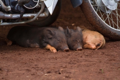 2014.04.15-17_Mondulkiri_Jungle_07