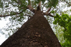 2014.04.15-17_Mondulkiri_Jungle_14