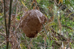 2014.04.15-17_Mondulkiri_Jungle_18