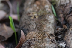 2014.04.15-17_Mondulkiri_Jungle_19