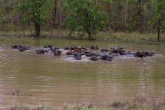 2014.04.15-17_Mondulkiri_Jungle_26