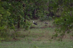 2014.04.15-17_Mondulkiri_Jungle_27