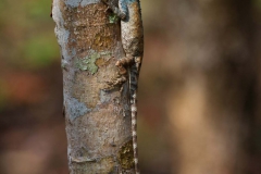 2014.04.15-17_Mondulkiri_Jungle_38