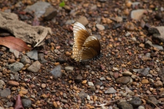 2014.04.15-17_Mondulkiri_Jungle_43