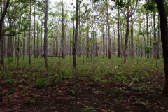2014.04.15-17_Mondulkiri_Jungle_55