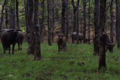 2014.04.15-17_Mondulkiri_Jungle_56