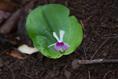 2014.04.15-17_Mondulkiri_Jungle_57