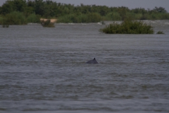 2014.04.18_19_Kratie_dolphins__23_von_39_