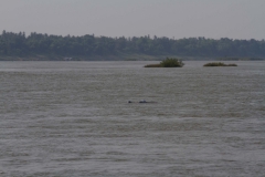 2014.04.18_19_Kratie_dolphins__4_von_39_