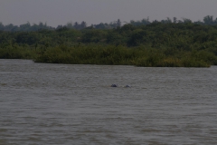 2014.04.18_19_Kratie_dolphins__6_von_39_