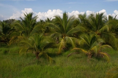 2014.05.15_Mekongdelta_27