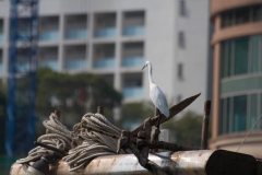 2014.07-11_HKG_Aberdeen_Hafen_37