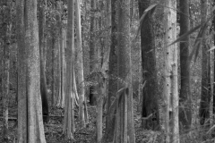 2014-04-16_Mondulkiri_trees__bw_