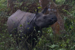 2014.01.20_Chitwan_National_Park__2___21_von_93_