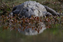 2014.01.20_Chitwan_National_Park__2___71_von_93_